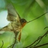 Lejsek maly - Ficedula parva - Red-breasted Flycatcher 8080